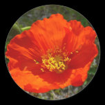 Alaskan Red Poppy Sticker