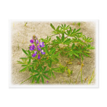 Alaskan Wildflower postcards by Boehm_graphics Alaskan Wildflower postcards