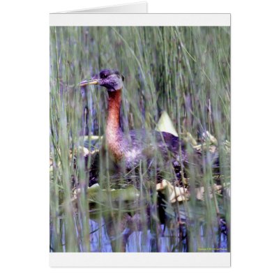 Alaskan Wildlife Cards by AlaskanMichael