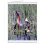 Alaskan Wildlife Cards
