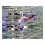 Alaskan Wildlife Photographic Print