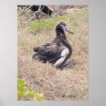 Albatross Chick posters