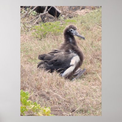Albatross Chick Poster by joeyartist