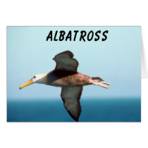 Albatross Flying Greeting Cards