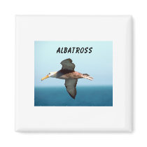 Albatross Flying Fridge Magnets