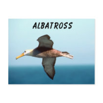 Albatross Flying Postcards