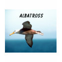 Albatross Flying t-shirts by junglewalkcom Albatross Flying t-shirts