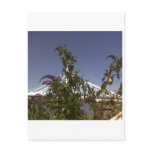 Albert Bridge, Springtime postcards
