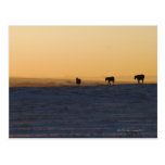 Alberta, Canada 3 Post Card