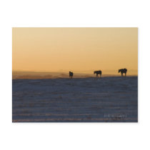 Alberta, Canada 3 Post Card
