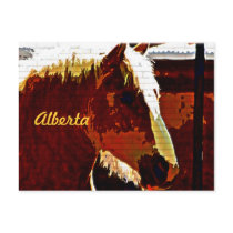 Alberta, Canada, Sorrel Horse In Profile Postcard