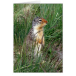 Alberta Ground Squirrel cards