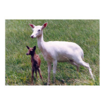 Albino Antelope and Baby posters by naturegirl7 Albino Antelope and Baby posters