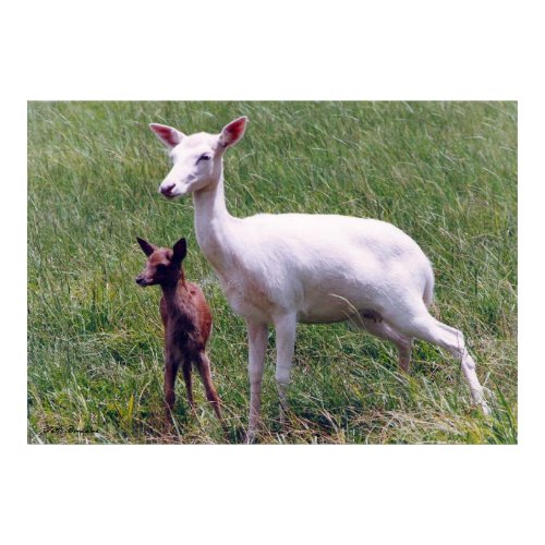Albino Antelope and Baby print