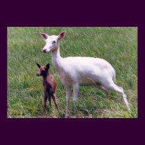 Albino Antelope and Baby posters by naturegirl7 Albino Antelope and Baby posters