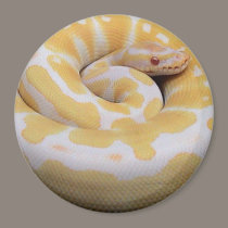 Albino Ball Python Magnet by masdasteve Albino Ball Python Magnet