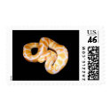 Albino Ball Python postage by freya18801 Albino Ball Python postage