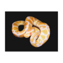 Albino Ball Python postcards by freya18801 Albino Ball Python postcards