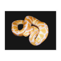 Albino Ball Python postcards by freya18801 Albino Ball Python postcards