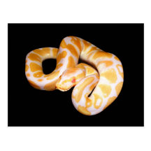 Albino Ball Python Postcard