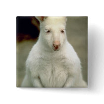 Albino Bennet's Wallaby Pinback Button