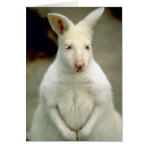Albino Bennet's Wallaby Cards