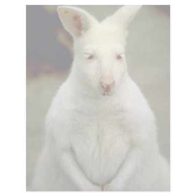 Albino Bennet's Wallaby Letterhead Design by lolanimals