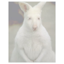 Albino Bennet's Wallaby Letterhead Design