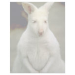 Albino Bennet's Wallaby Letterhead Design