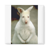 Albino Bennet's Wallaby Refrigerator Magnets