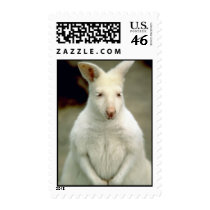 Albino Bennet's Wallaby Postage Stamp