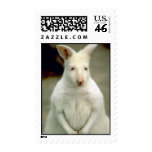 Albino Bennet's Wallaby postage