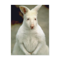 Albino Bennet's Wallaby Postcard