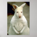 Albino Bennet's Wallaby posters