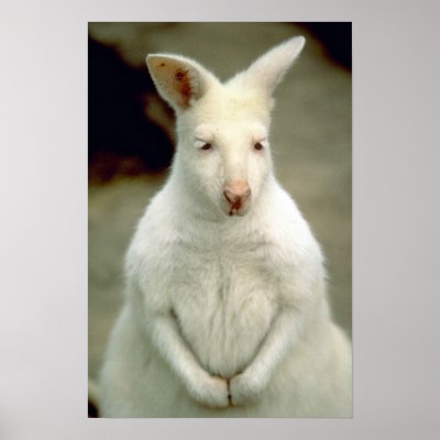 Albino Bennet's Wallaby Poster by lolanimals
