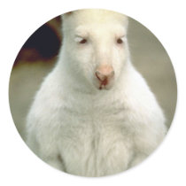 Albino Bennet's Wallaby Stickers