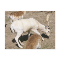 Albino Buck Postcard