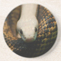 Albino Cornsnake Coaster coasters