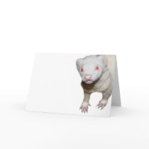Albino Ferret Picture Card