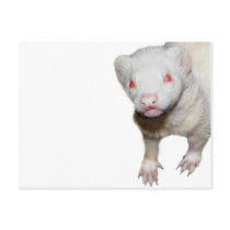 Albino Ferret Picture Post Card