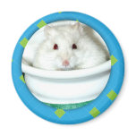 Albino Hamster Photo Fridge Magnet