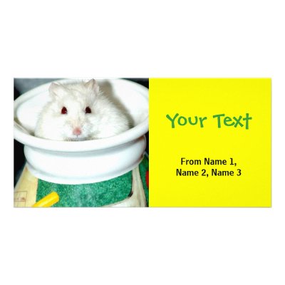 Albino Hamster Photo Custom Photo Card by FCACshelter