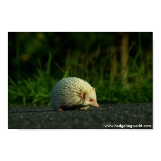 Albino hedgehog poster print
