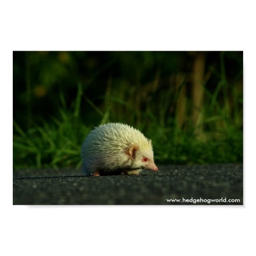 Albino hedgehog poster print
