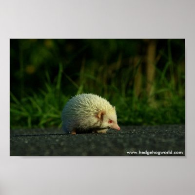Albino hedgehog poster by hedgehogworld