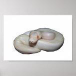 Albino Ivory Print