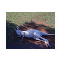 Albino Kangaroo posters