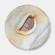 Albino Leopard Gecko Close Up Refrigerator Magnet