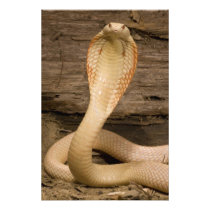 Albino Monacled Cobra, Naja kaouthia, coiled