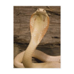 Albino Monacled Cobra, Naja kaouthia, coiled Post Card